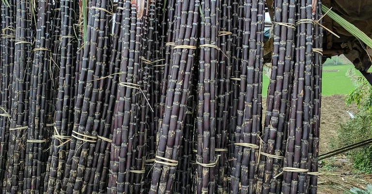 কালো আঁখ চাষে বাড়ছে আগ্রহ