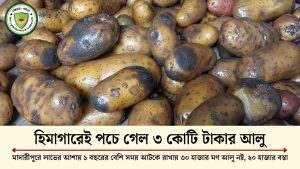 বেশি লাভের আশায় হিমাগারেই পচে গেলো ৩ কোটি টাকার আলু