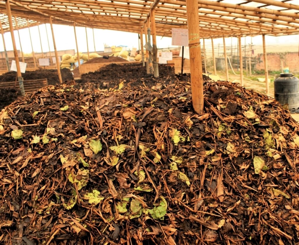 কচুরিপানার রূপান্তর: আবর্জনা থেকে উর্বর সোনা