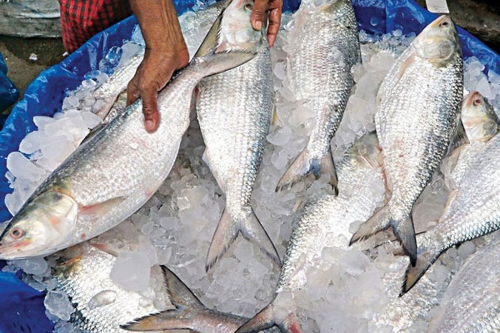 দুর্গাপূজার আগে কলকাতায় যাচ্ছে না পদ্মার ইলিশ , রপ্তানি অনিশ্চিত !