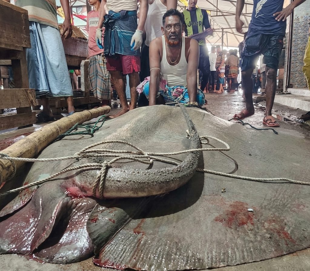 শাপলা পাতা মাছ বিক্রি হয়েছে ৮২ হাজার টাকায়