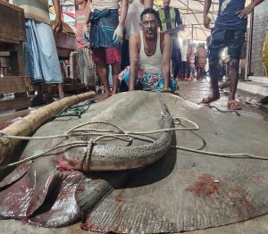 শাপলা পাতা মাছ বিক্রি হয়েছে ৮২ হাজার টাকায়