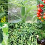 নিরাপদ ও মানসম্মত সবজির রপ্তানির মূল বাধা কীটনাশকের অবশিষ্টাংশ ও পরীক্ষার দুর্বলতা