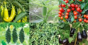 নিরাপদ ও মানসম্মত সবজির রপ্তানির মূল বাধা কীটনাশকের অবশিষ্টাংশ ও পরীক্ষার দুর্বলতা