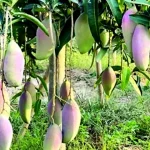পাহাড়ের  ফল যাবে বিদেশের বাজারে