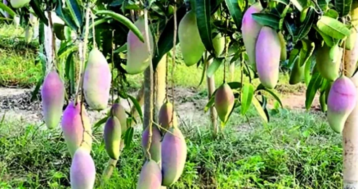 পাহাড়ের  ফল যাবে বিদেশের বাজারে
