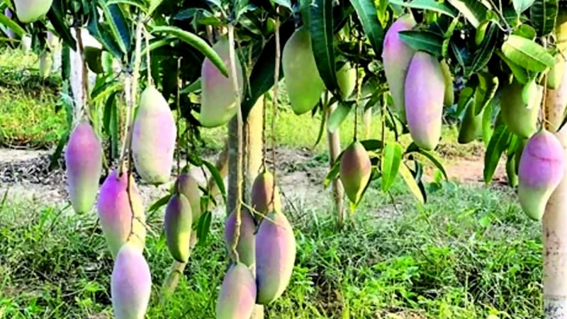 পাহাড়ের  ফল যাবে বিদেশের বাজারে