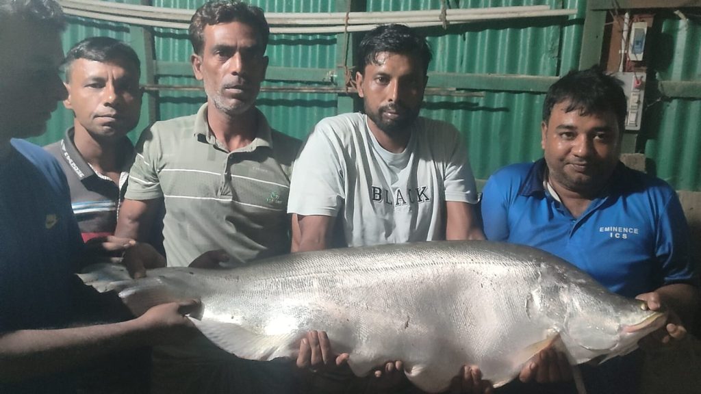 নদীতে জেলের বড়শিতে ধরা ১৪ কেজির চিতলের দাম ১১ হাজার টাকা
