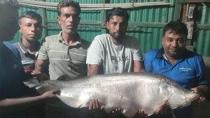 নদীতে জেলের বড়শিতে ধরা ১৪ কেজির চিতলের দাম ১১ হাজার টাকা