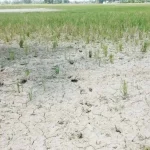 ফাঁপা শস্যের ফাঁদে প্রাণহীন মাটি: বাংলাদেশের কৃষি ভাবনার সংকট