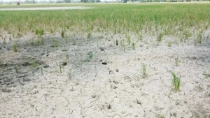 ফাঁপা শস্যের ফাঁদে প্রাণহীন মাটি: বাংলাদেশের কৃষি ভাবনার সংকট