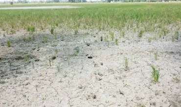 ফাঁপা শস্যের ফাঁদে প্রাণহীন মাটি: বাংলাদেশের কৃষি ভাবনার সংকট