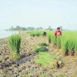 ফসলি জমি নদী ভাঙ্গনের কবলে তাই কৃষক ধান কেটে খাওয়াচ্ছেন গবাদি পশুকে