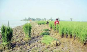 ফসলি জমি নদী ভাঙ্গনের কবলে তাই কৃষক ধান কেটে খাওয়াচ্ছেন গবাদি পশুকে