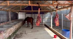 ঘোড়ার মাংস গরুর মাংস বলে বিক্রি করা চক্রের মূল হোতা ঘোড়াসহ গ্রেপ্তার