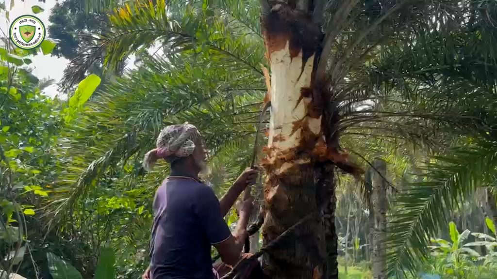 রসের প্রস্তুতিতে খেজুর গাছে কারুকাজ !