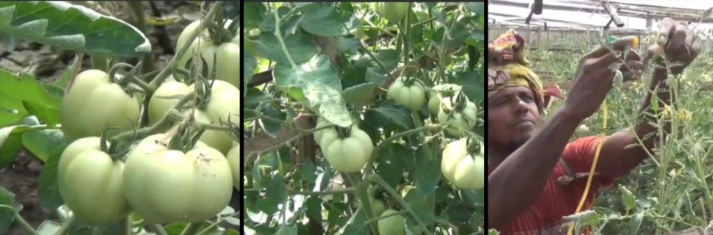 অফ সিজনে টমেটো চাষ , আমদানি বন্ধ না হলে কৃষক লাভবান হবে না