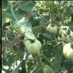 অফ সিজনে টমেটো চাষ , আমদানি বন্ধ না হলে কৃষক লাভবান হবে না
