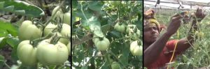 অফ সিজনে টমেটো চাষ , আমদানি বন্ধ না হলে কৃষক লাভবান হবে না