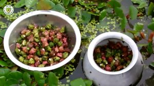 জলাবদ্ধ জমির পানিফল ভাগ্য ঘুরিয়ে দিচ্ছে প্রান্তিক কৃষকের