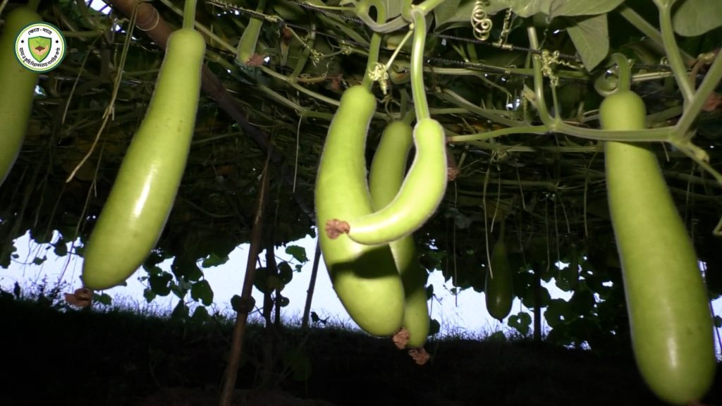 বাঁধের ঢালে লাউ চাষে কৃষকের বাড়তি লাভ