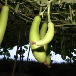 বাঁধের ঢালে লাউ চাষে কৃষকের বাড়তি লাভ