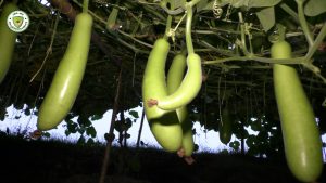 বাঁধের ঢালে লাউ চাষে কৃষকের বাড়তি লাভ
